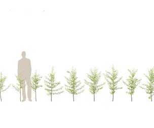 Ginkgo Biloba - Maidenhair Tree 06