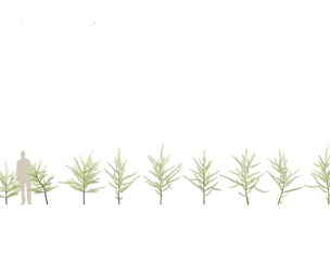 Ginkgo Biloba - Maidenhair Tree 07
