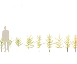 Ginkgo Biloba - Maidenhair Tree 09