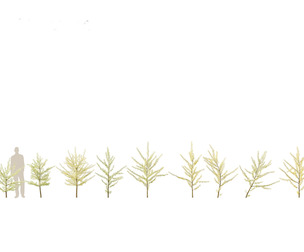 Ginkgo Biloba - Maidenhair Tree 10