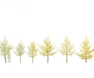 Ginkgo Biloba - Maidenhair Tree 11
