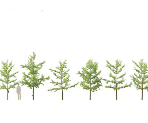 Ginkgo Biloba - Maidenhair Tree 12