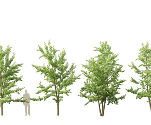 Ginkgo Biloba - Maidenhair Tree3