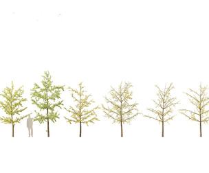Ginkgo Biloba - Maidenhair Tree 14