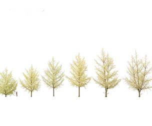 Ginkgo Biloba - Maidenhair Tree 20