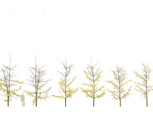Ginkgo Biloba - Maidenhair Tree 18