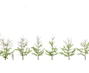 Ginkgo Biloba - Maidenhair Tree  17