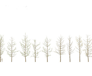 Ginkgo Biloba - Maidenhair Tree 16
