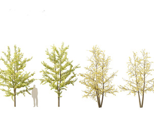 Ginkgo Biloba - Maidenhair Tree 15