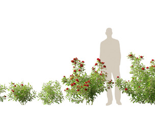 Rose - the genus Rosa
