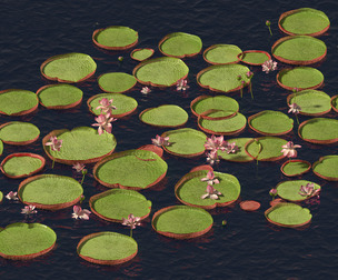 Victoria amazonica - Amazon water lily