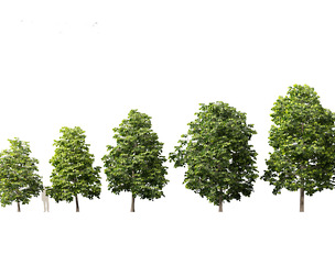 Tilia europaea - The common lime 01