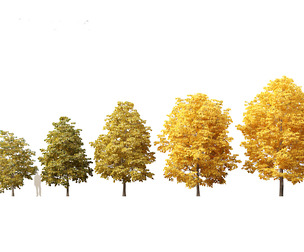 Tilia europaea - The common lime 02