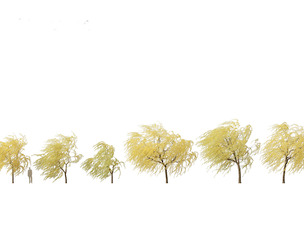 Salix babylonica - Weeping willow 20