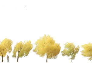 Salix babylonica - Weeping willow 19