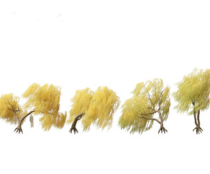 Salix babylonica - Weeping willow 18