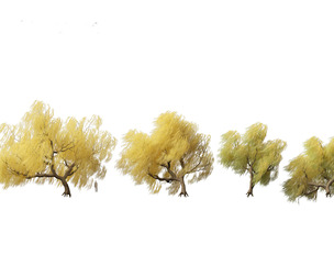 Salix babylonica - Weeping willow 17