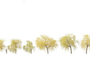 Salix babylonica - Weeping willow 16