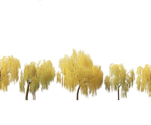 Salix babylonica - Weeping willow 15