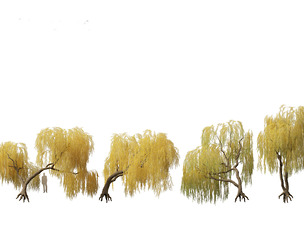 Salix babylonica - Weeping willow 14