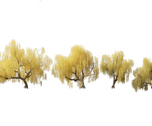 Salix babylonica - Weeping willow 13