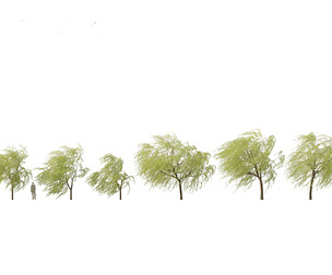 Salix babylonica - Weeping willow 12