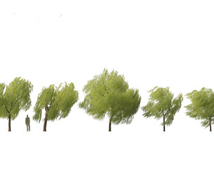 Salix babylonica - Weeping willow 11