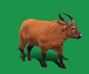 African forest buffalo