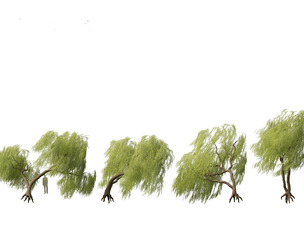 Salix babylonica - Weeping willow 10