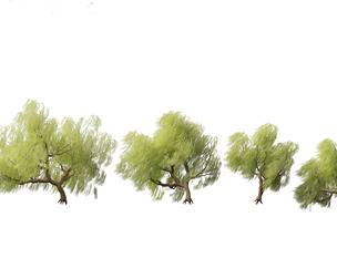 Salix babylonica - Weeping willow 09