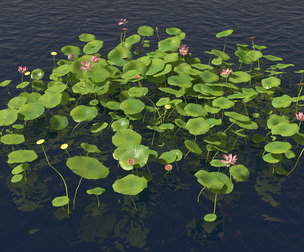 Nelumbo - sacred lotu 02