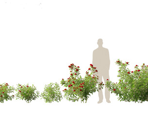 Rose - the genus Rosa