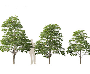 Aesculus hippocastanum - horse chestnut 01