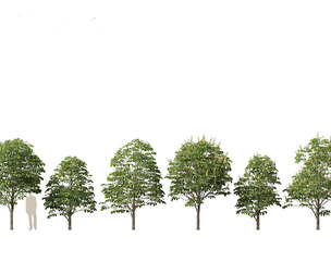 Aesculus hippocastanum - horse chestnut 02