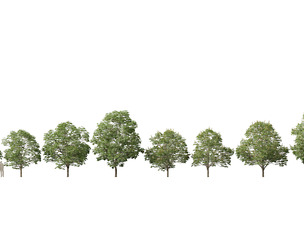 Aesculus hippocastanum - horse chestnut 03