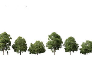 Aesculus hippocastanum - horse chestnut 04