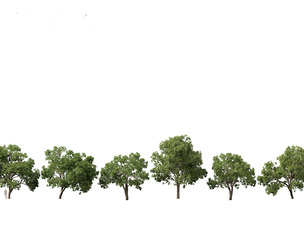 Aesculus hippocastanum - horse chestnut 05