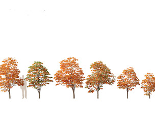 Aesculus hippocastanum - horse chestnut 06