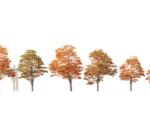 Aesculus hippocastanum - horse chestnut 07