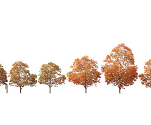 Aesculus hippocastanum - horse chestnut 08
