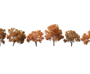 Aesculus hippocastanum - horse chestnut 10