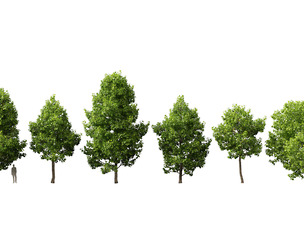 Liriodendron tulipifera - tulip tree 01