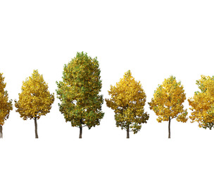 Liriodendron tulipifera - tulip tree 02