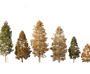 Metasequoia glyptostroboides - Dawn redwood 01