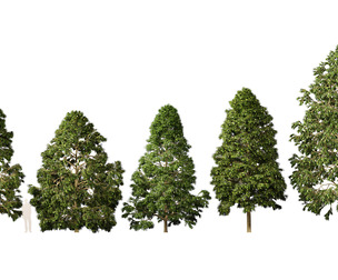 Metasequoia glyptostroboides - Dawn redwood 02