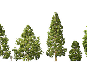Metasequoia glyptostroboides - Dawn redwood 03