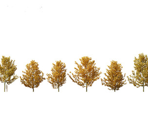 Platanus acerifolia - London plane 03