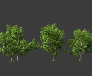 Platanus acerifolia - London plane 04