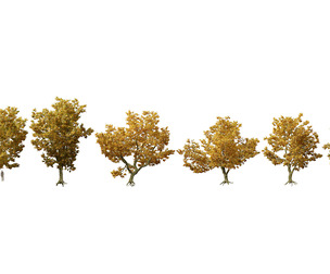 Platanus acerifolia - London plane 05