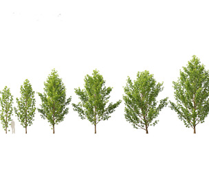 Populus canadensis - Canadian Poplar 01